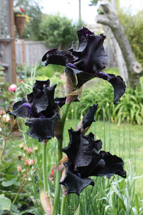 Gothic Flowers for the Garden