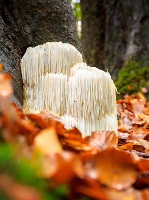 Edible Mushrooms That Growing on Trees