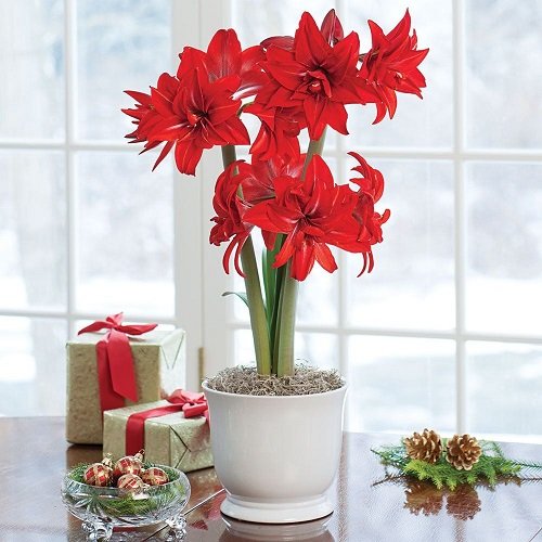 Top Amaryllis plants Varieties and Colours