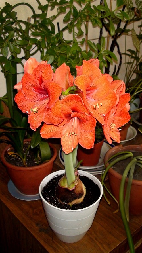Best Amaryllis Colors and Varieties in White pot