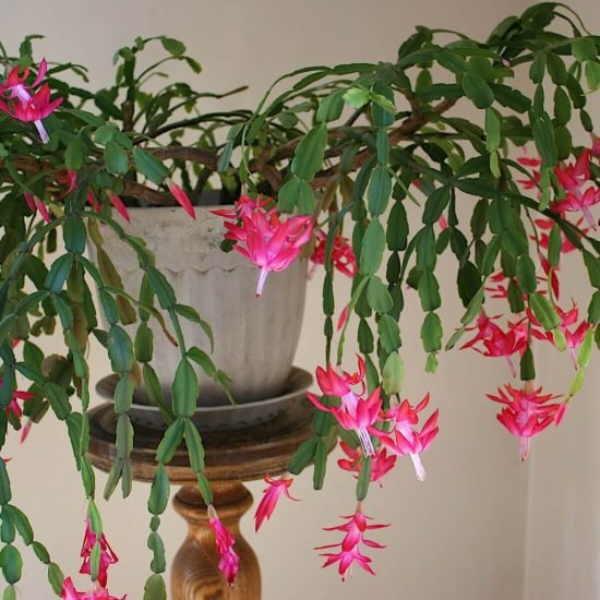How to Identify a Real Christmas Cactus from a Fake One