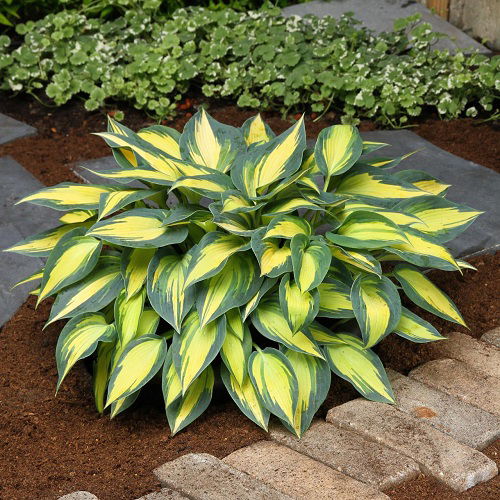 Foliage Plants Like Hosta That Grow in Shade