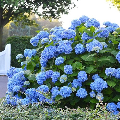 Best Bushes With Blue Flowers 56