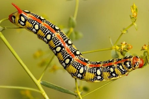 Orange and Black Caterpillars 27