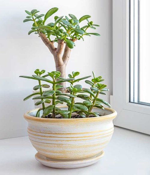 Jade Plant Meaning 1