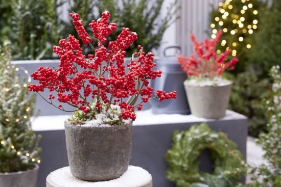 Holiday Plants to Grow from Cuttings 5