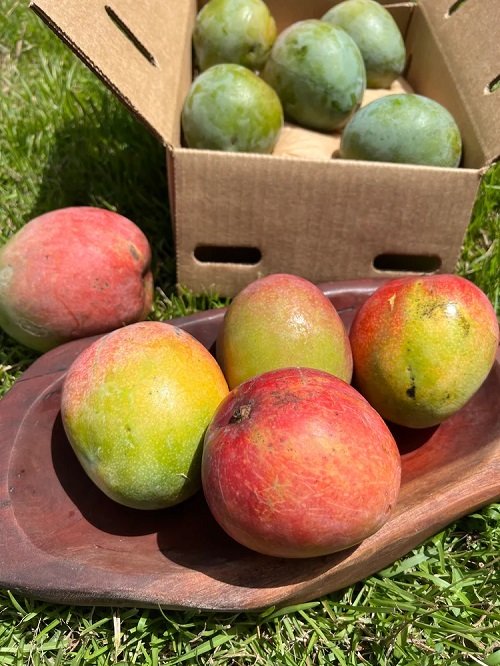 Sweetest Mango Varieties 8