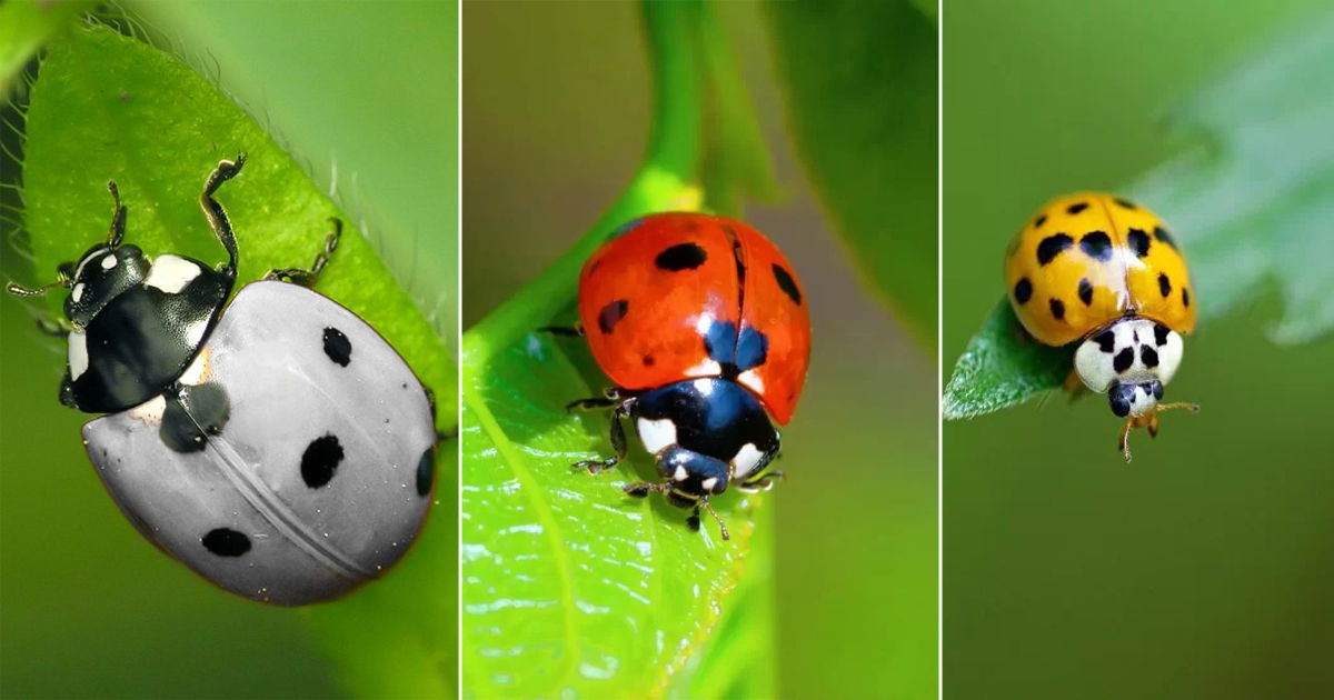 Ladybug Spiritual Meaning and Symbolism According to Colors | Balcony ...