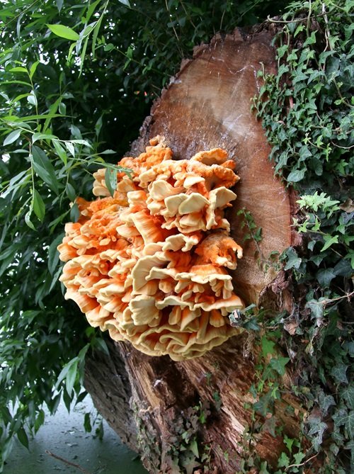 Edible Mushrooms that Grows on Trees 1