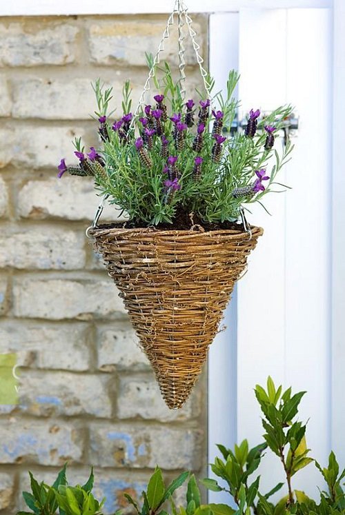  Best Edible Plants for Hanging Baskets in garden