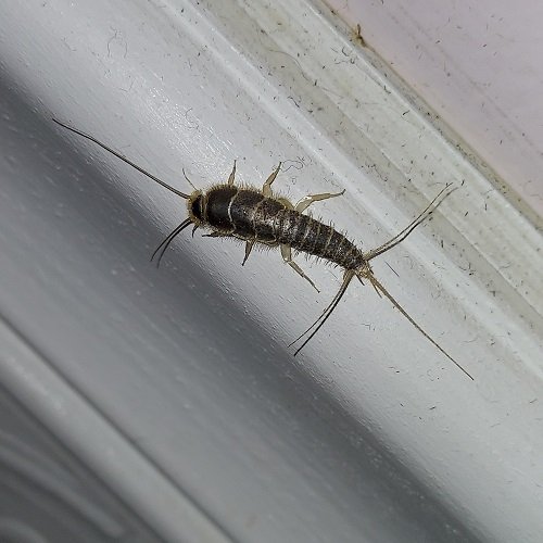Tiny Bugs in Bathroom 1
