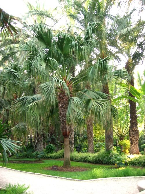 Livistona Palm Varieties 2