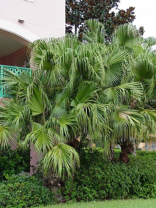 Livistona Palm Varieties 89