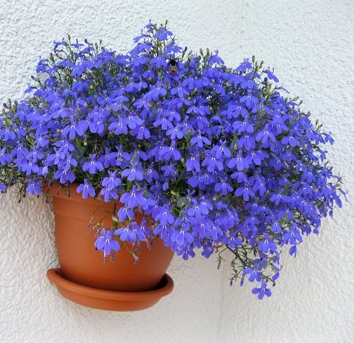  Blue Flowering Houseplants 5