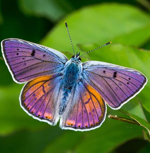 best Types of Purple Butterflies European Species