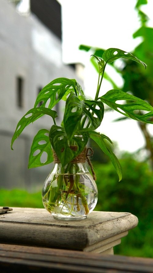 Adanson’s Monstera You Can Grow in Glass Bowls