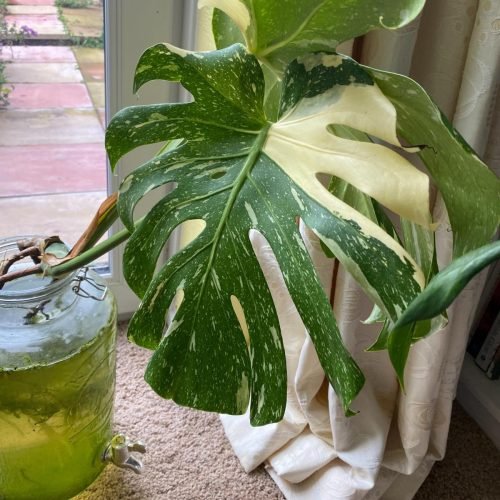 Types of Monstera to Grow in Water 11