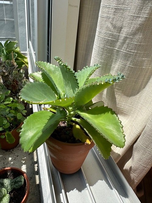 Mother of Thousands Plant and Flower Meaning 3