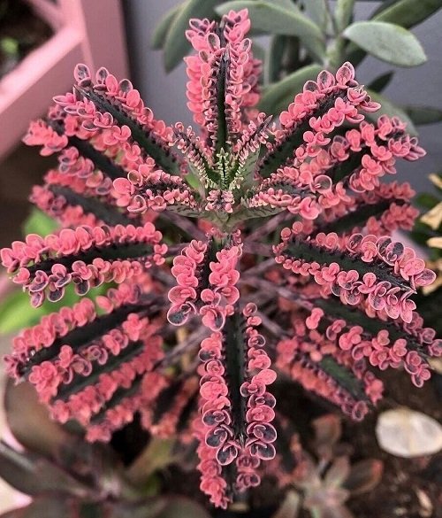 Mother of Thousands Plant and Flower Meaning 1