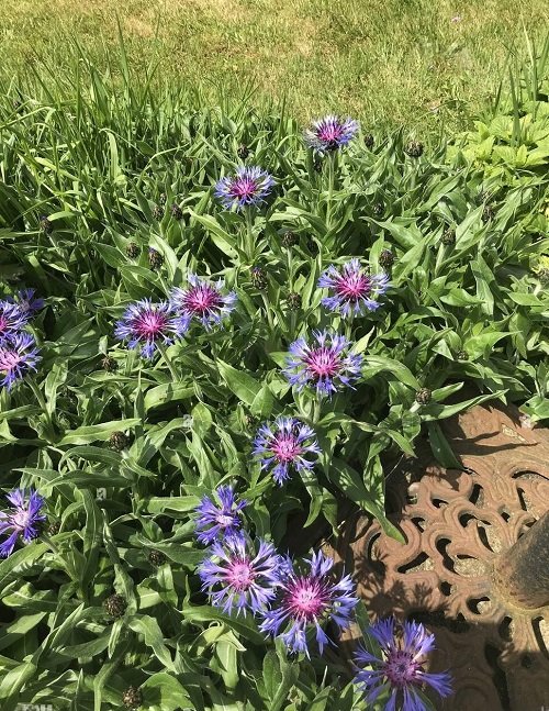 Beautiful Dark Blue Flowers for the Garden 
