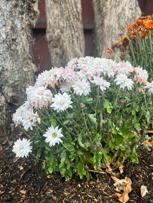 Secret Tips on How to Make Your Mums Flowers Last Forever