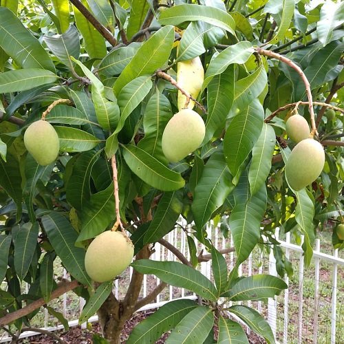 Sweetest Mango Varieties 15