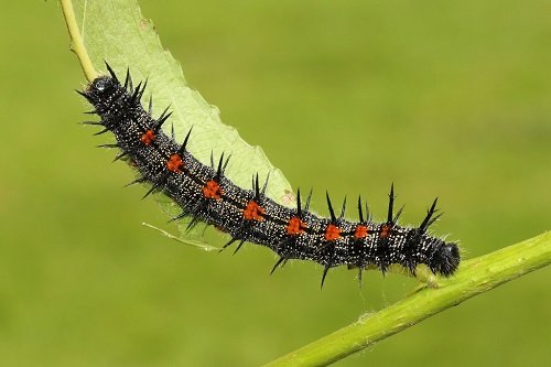 Orange and Black Caterpillars 29