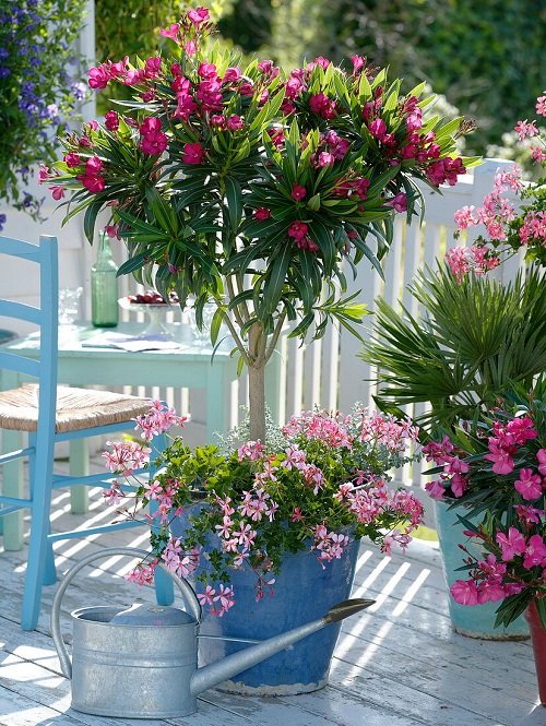 Oleander is a beautiful potted plant 1
