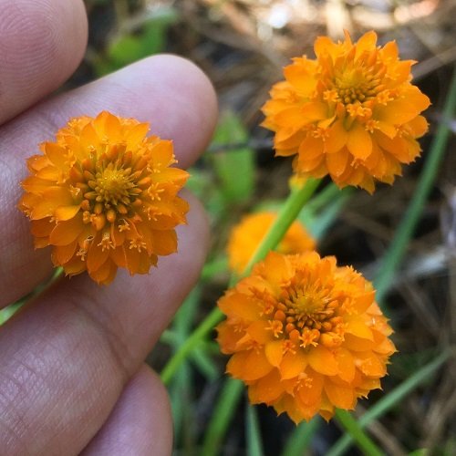 best Orange Wildflowers 13