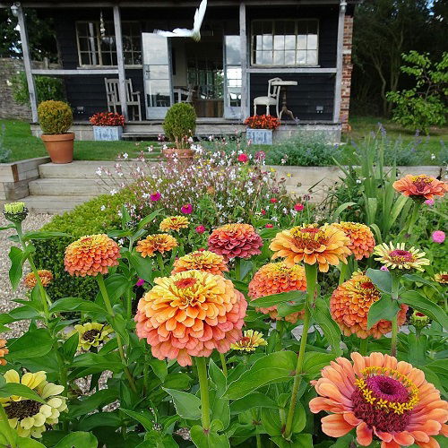 Zinnias Bushier and Flowerful 8