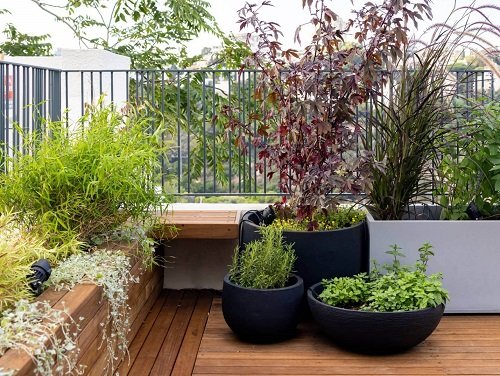 Tall Plants for Balcony Privacy 17