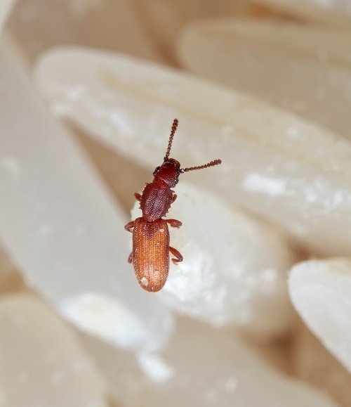 Bugs that Look Like Bed Bugs 17