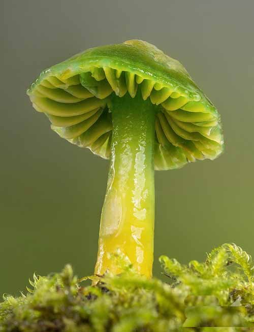 Mushrooms that Look like flowers 23