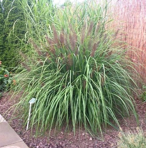 Dwarf Fountain Grass Varieties 13