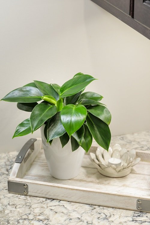 Philodendron Green Princess2
