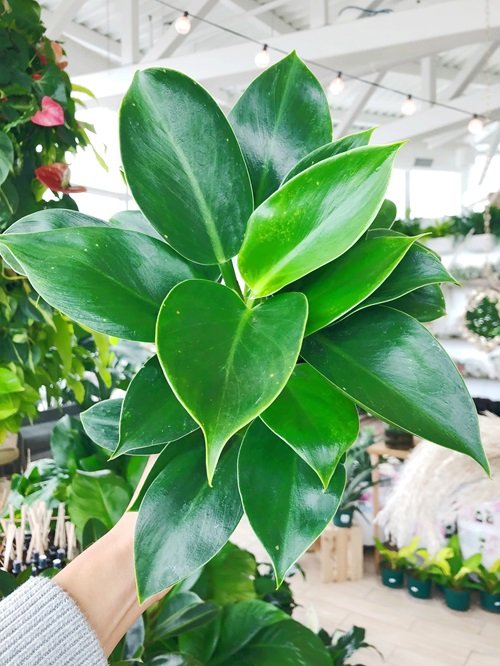 Philodendron Green Princess3