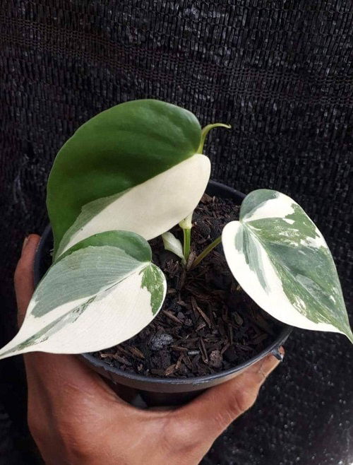 Best Heart Leaf Philodendron Varieties in pot