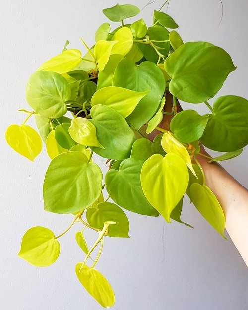 Heart Leaf Philodendron Varieties 11