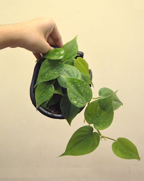Heart Leaf Philodendron Varieties 7