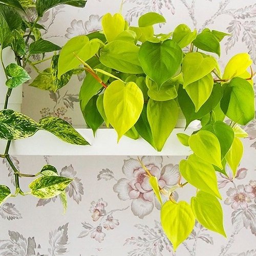 Heart Leaf Philodendron Varieties 15