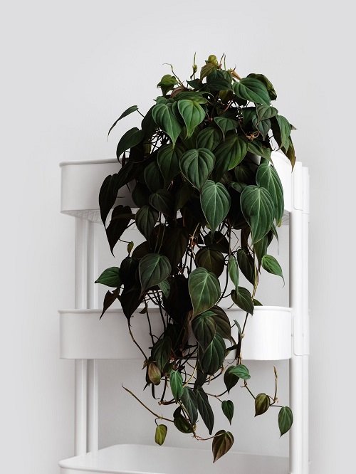 Stunning Philodendrons You Will Absolutely Love 4