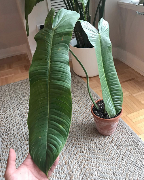 Philodendron Sharoniae 5