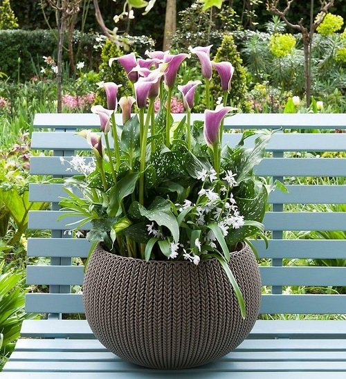 White and Purple Calla Lily Varieties 1
