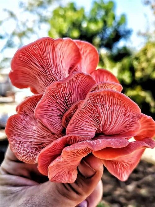 Mushrooms that Look like flowers 3