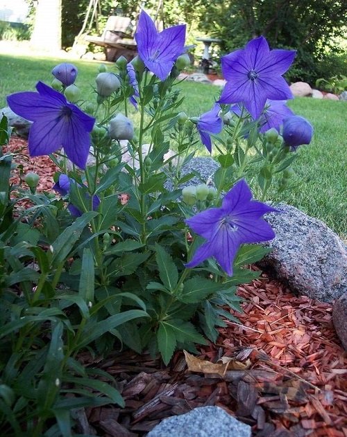 Dark Blue Flowers in garden 