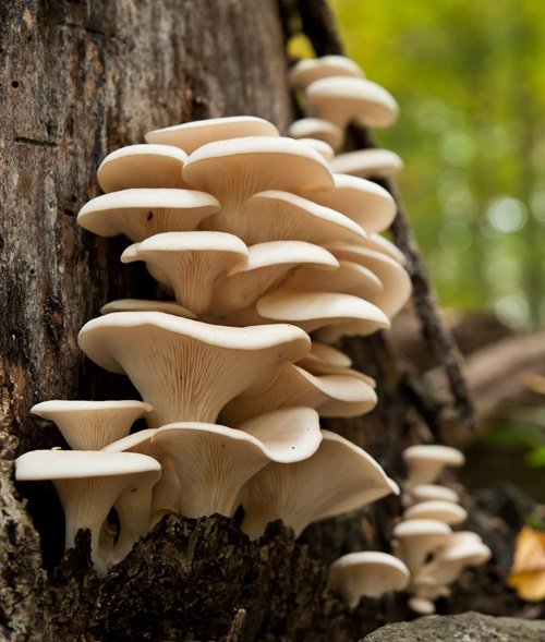 Edible Mushrooms Growing on Trees 2