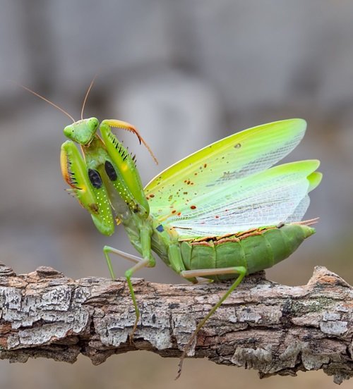 Seeing a Green Praying Mantis Meaning 3