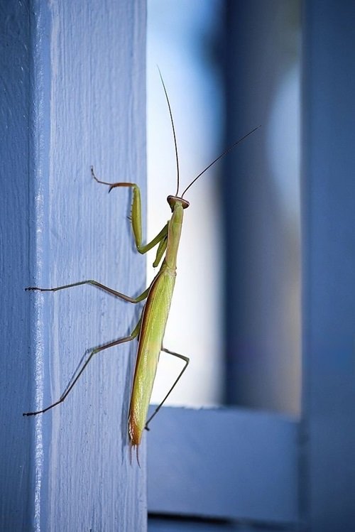Seeing a Green Praying Mantis Meaning