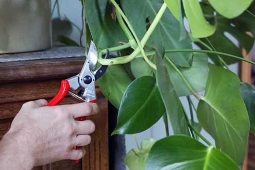 How to Prune a Monstera in a Right Way