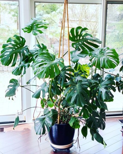 How to Prune a Monstera
